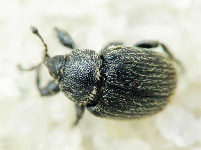 Rhinusa tetra (Fabricius, 1792)